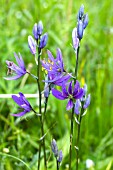 CAMASSIA ESCULENTA