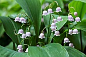 CONVALLARIA ROSEA