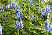 CORYDALIS FLEXUOSA CHINA BLUE