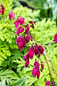 DICENTRA FORMOSA BACCHANAL