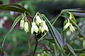 DISPORUM LONGISTYLUM GREEN GIANT