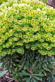 EUPHORBIA REDWING (CHARAM)