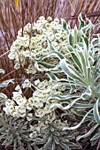 EUPHORBIA CHARACIAS TASMANIAN TIGER