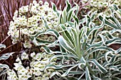 EUPHORBIA CHARACIAS TASMANIAN TIGER