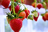 FRAGARIA VESCA VIBRANT