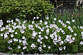 GERANIUM CLARKEI KASHMIR WHITE