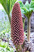 GUNNERA MANICATA