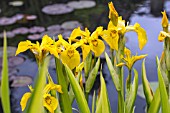 IRIS PSEUDOCORUS VARIEGATA