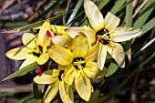 IXIA YELLOW EMPEROR