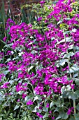 LUNARIA ANNUA CHEDGLOW