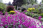 LUNARIA ANNUA CHEDGLOW