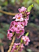 DAPHNE MEZEREUM