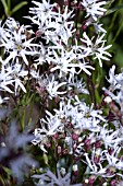 LYCHNIS FLOS-CUCULI WHITE ROBIN