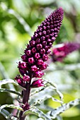 LYSIMACHIA ATROPURPUREA