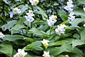 MAIANTHEMUM RACEMOSA