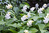 MAIANTHEMUM RACEMOSA