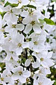 MALUS BREVIPES WEDDING BOUQUET