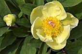 PAEONIA MLOKOSEWITSCHII