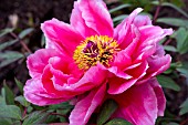 PAEONIA SUFFRUTICOSA DAO JIN