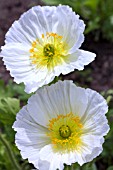 PAPAVER NUDICAULE WIND SONG