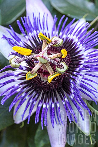 PASSIFLORA_SILLY_COW