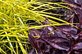 PERSICARIA MICROCEPHALA RED DRAGON & CAREX ELATA AUREA