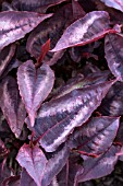 PERSICARIA MICROCEPHALA RED DRAGON