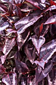 PERSICARIA MICROCEPHALA RED DRAGON