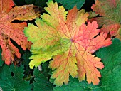 GERANIUM HIMALAYENSE LEAF