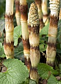 EQUISETUM ARVENSE (COMMON HORSETAIL)