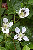 RUBUS BOYSENBERRY