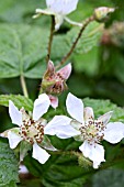 RUBUS BOYSENBERRY