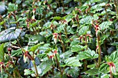 RUBUS TRICOLOR