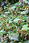 RUBUS TRICOLOR