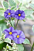 SOLANUM LAXUM ALBUM VARIEGATUM