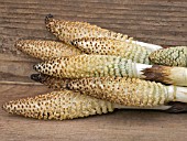 PICKED EQUISETUM ARVENSE (COMMON HORSETAIL)