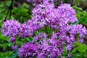 THALICTRUM AQUILEGIFOLIUM THUNDERCLOUD