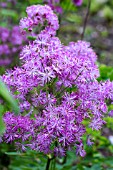 THALICTRUM AQUILEGIFOLIUM THUNDERCLOUD