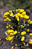 ULEX EUROPEAUS