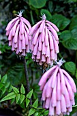 VELTHEIMIA BRACTEATA