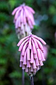 VELTHEIMIA BRACTEATA