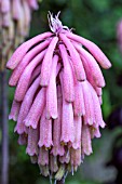 VELTHEIMIA BRACTEATA