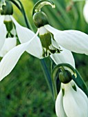 GALANTHUS ELWESII (SNOWDROP)