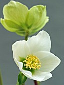 HELLEBORUS NIGER (CHRISTMAS ROSE)