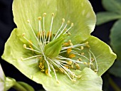 HELLEBORUS NIGER (CHRISTMAS ROSE)