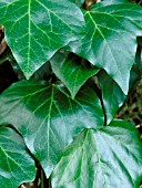 HEDERA CANARIENSIS RAVENSHOLST