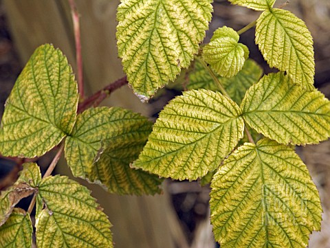 RASPBERRY_LEAVES__LIME_INDUCED_CHLOROSIS__IRON_DEFICIENCY_SYMPTOMS