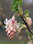 RIBES SANGUINEUM BROCKLEBANKII (FLOWERING CURRANT)