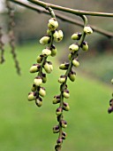 STACHYURUS PRAECOX FLOWER