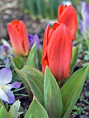 TULIPA GREGII